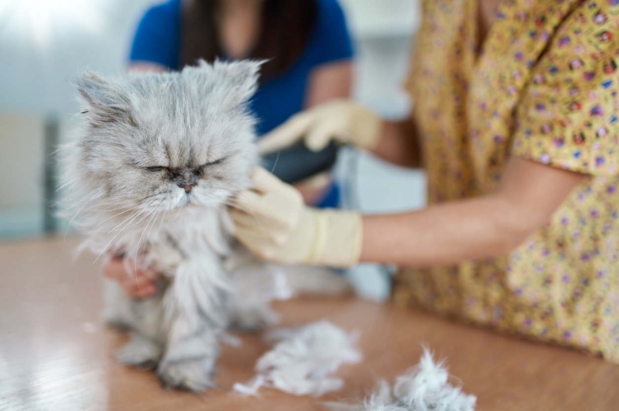 cat haircut