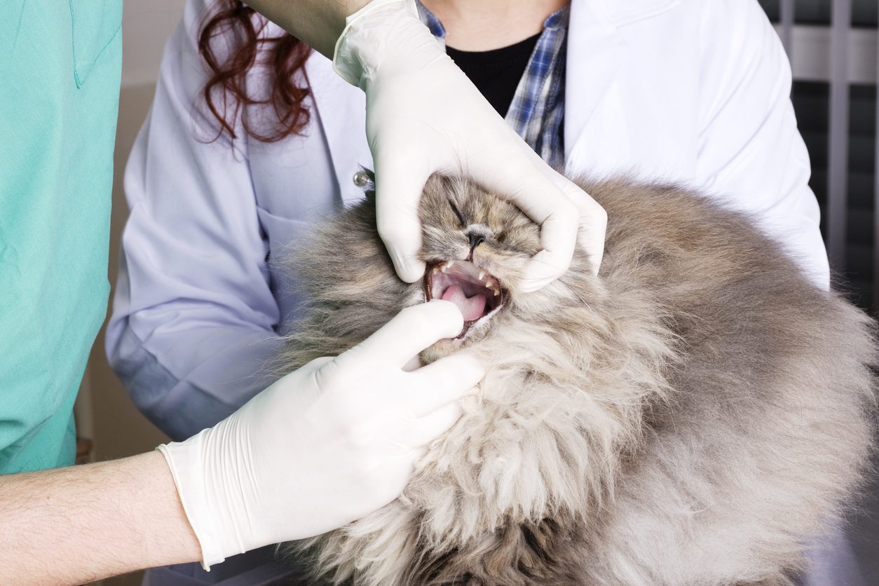 persian cat health