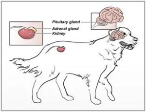 cushings in dogs diagram