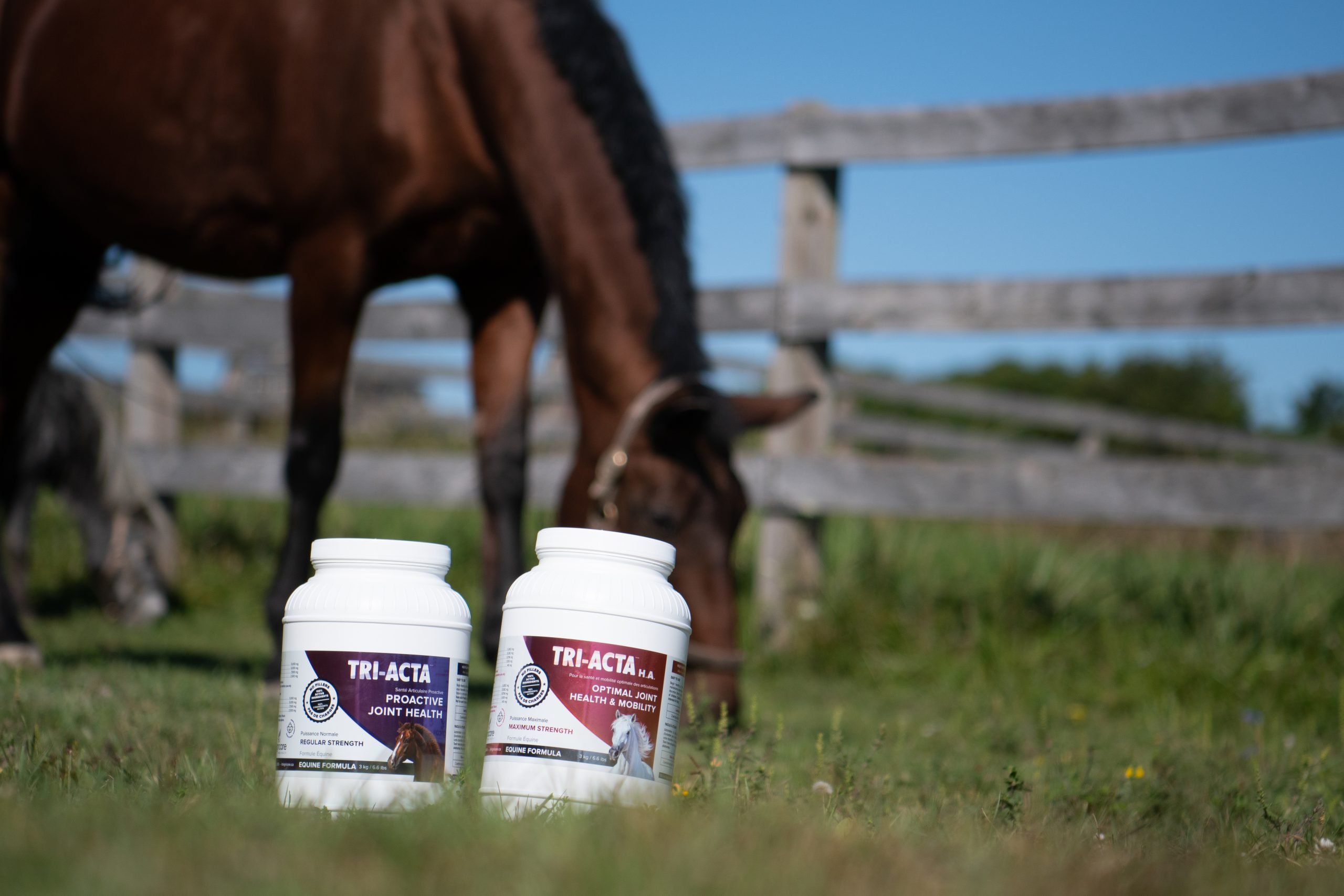 equine supplements