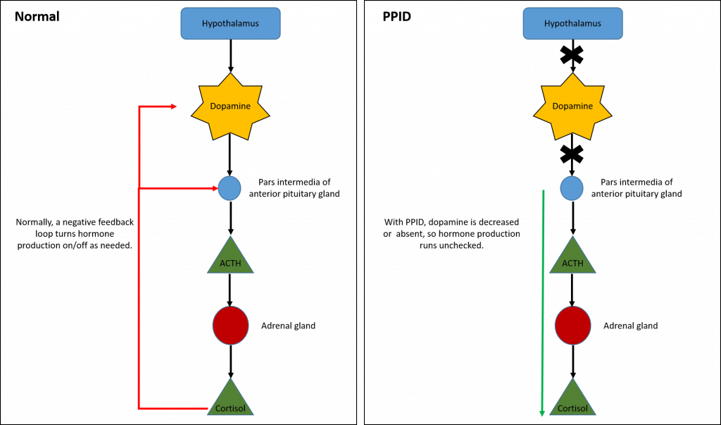 PPID pathways