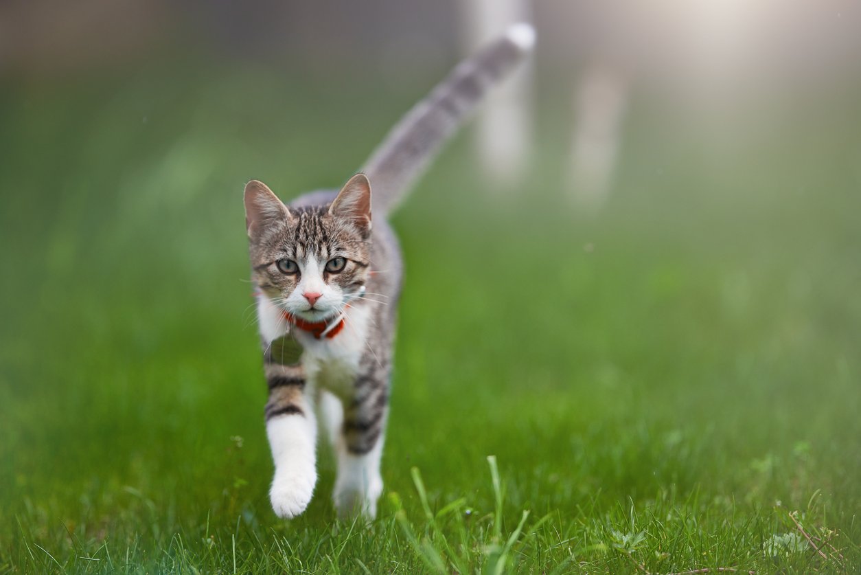 benefits of cat joint supplements