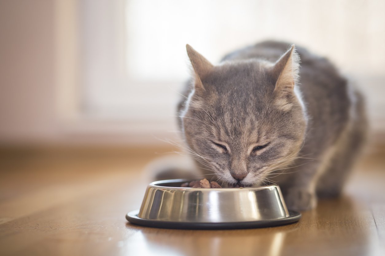 benefits of cat supplements