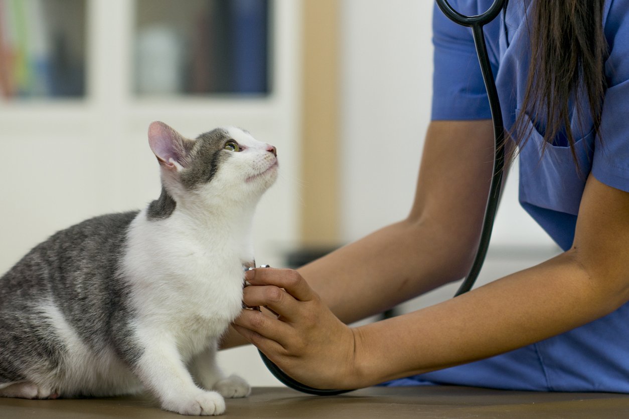 vet check up