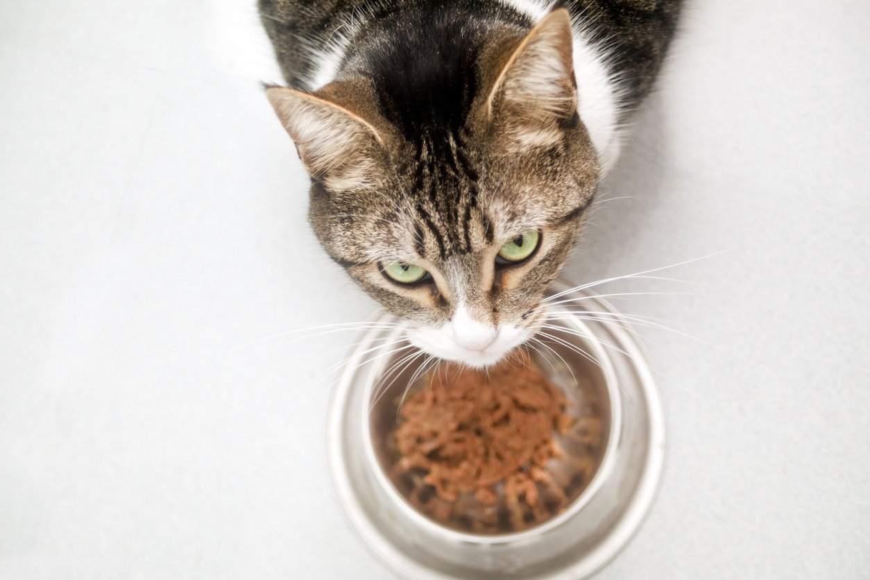 cat diet
