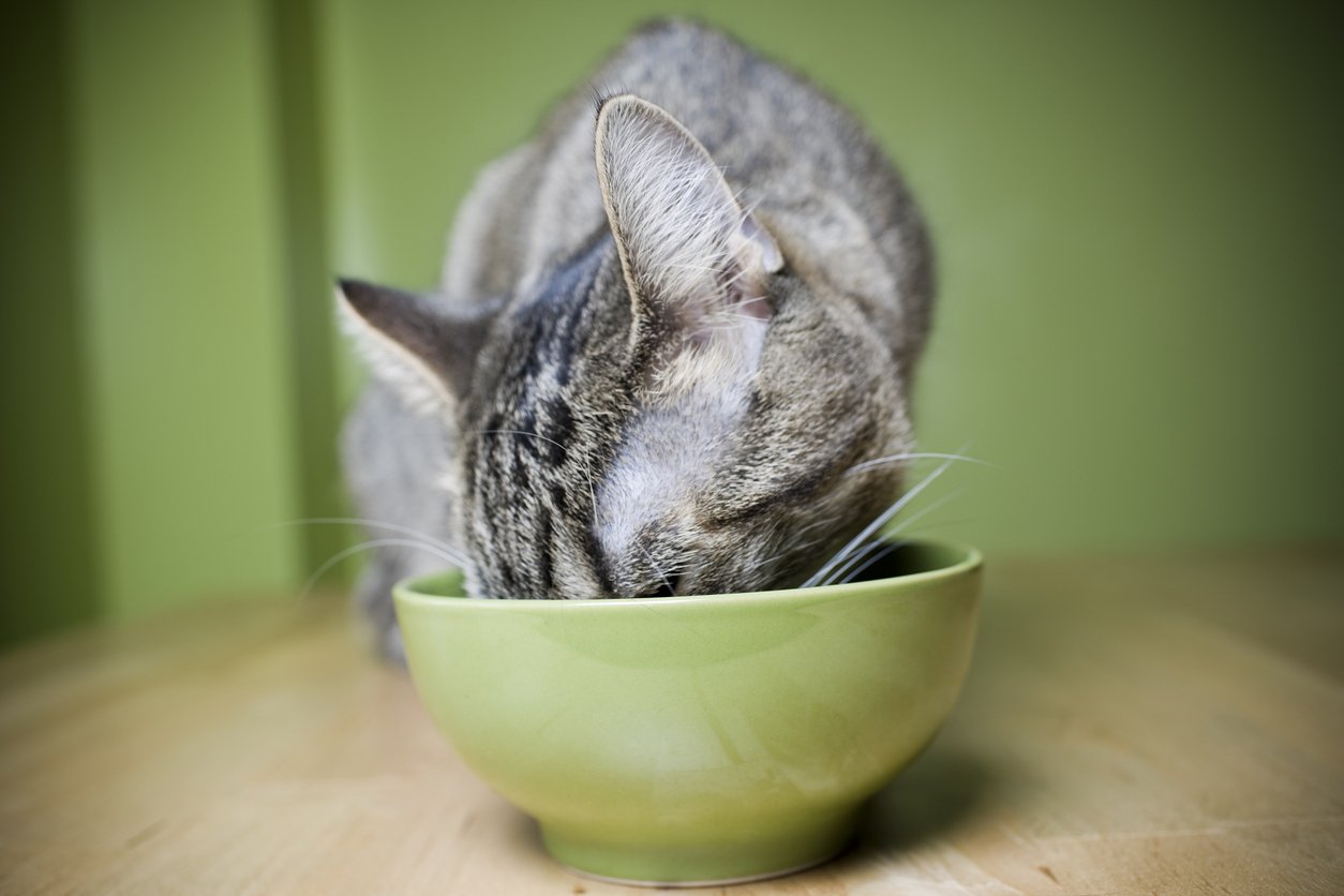 cat eating joint supplements to maintain joint health