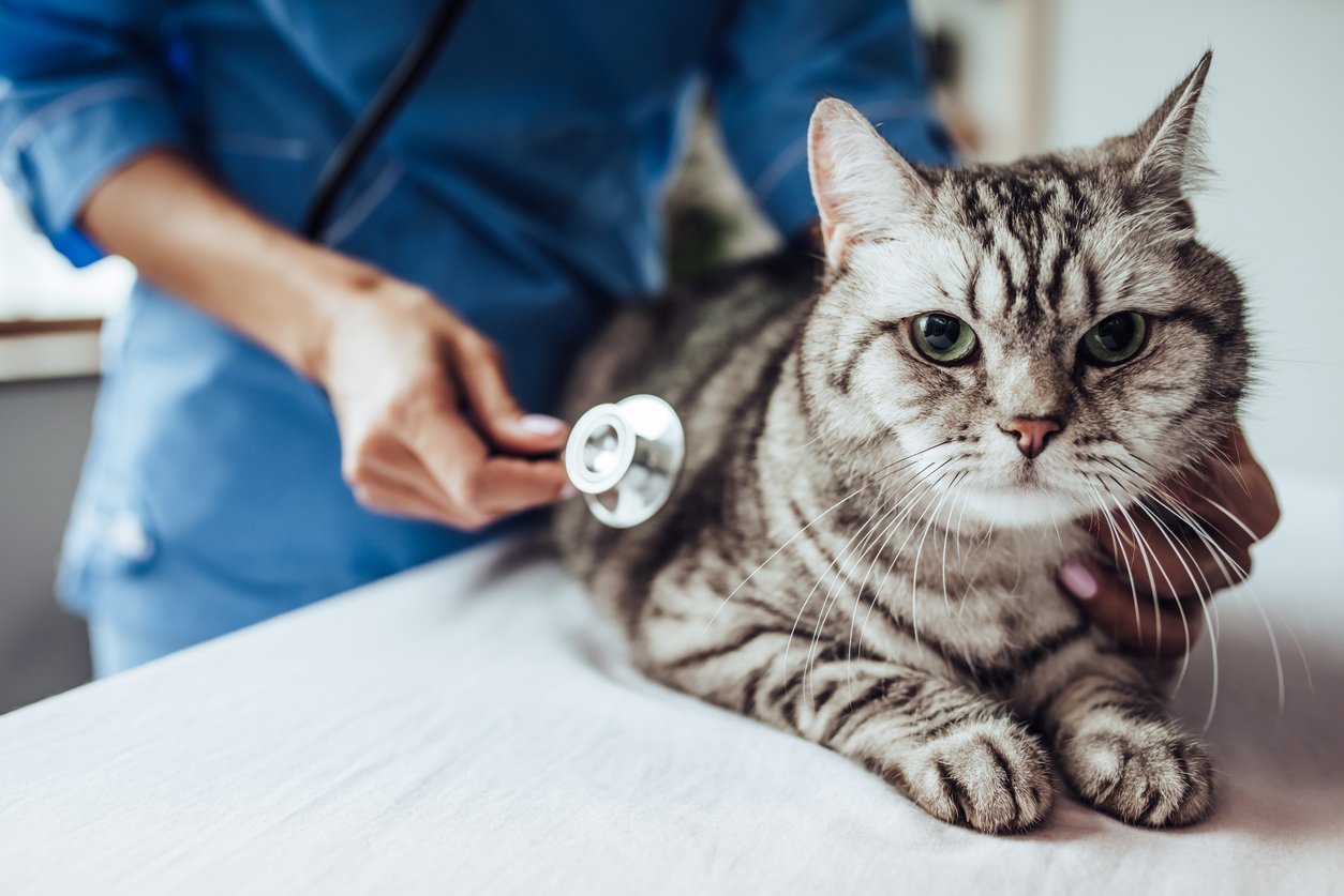 cat health issues