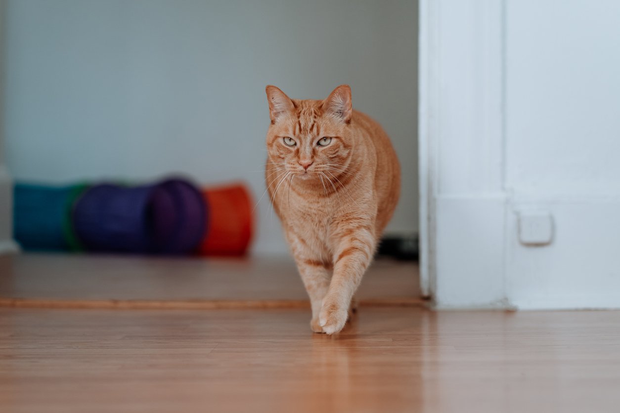cat joint supplement