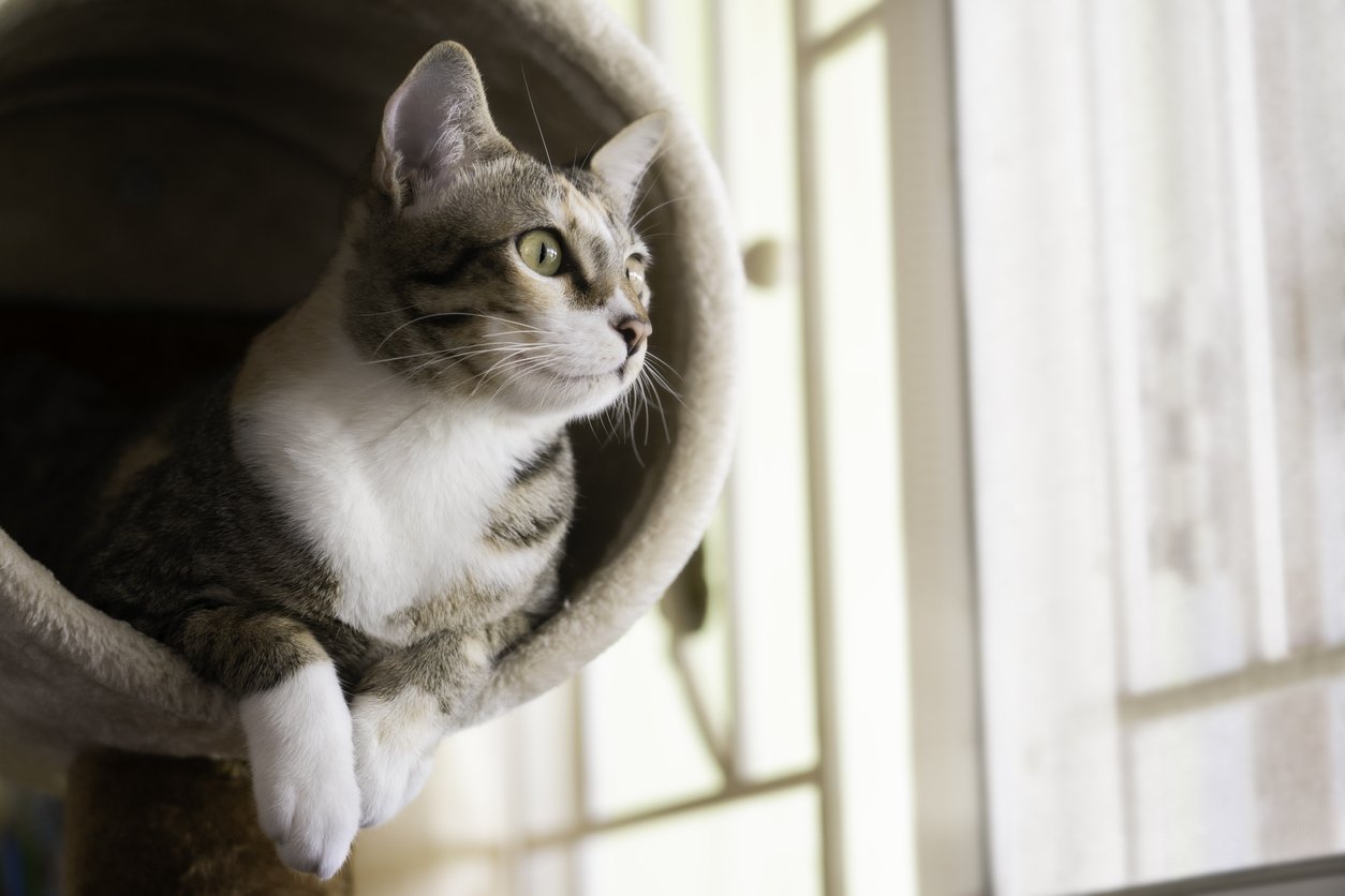 cat supplements