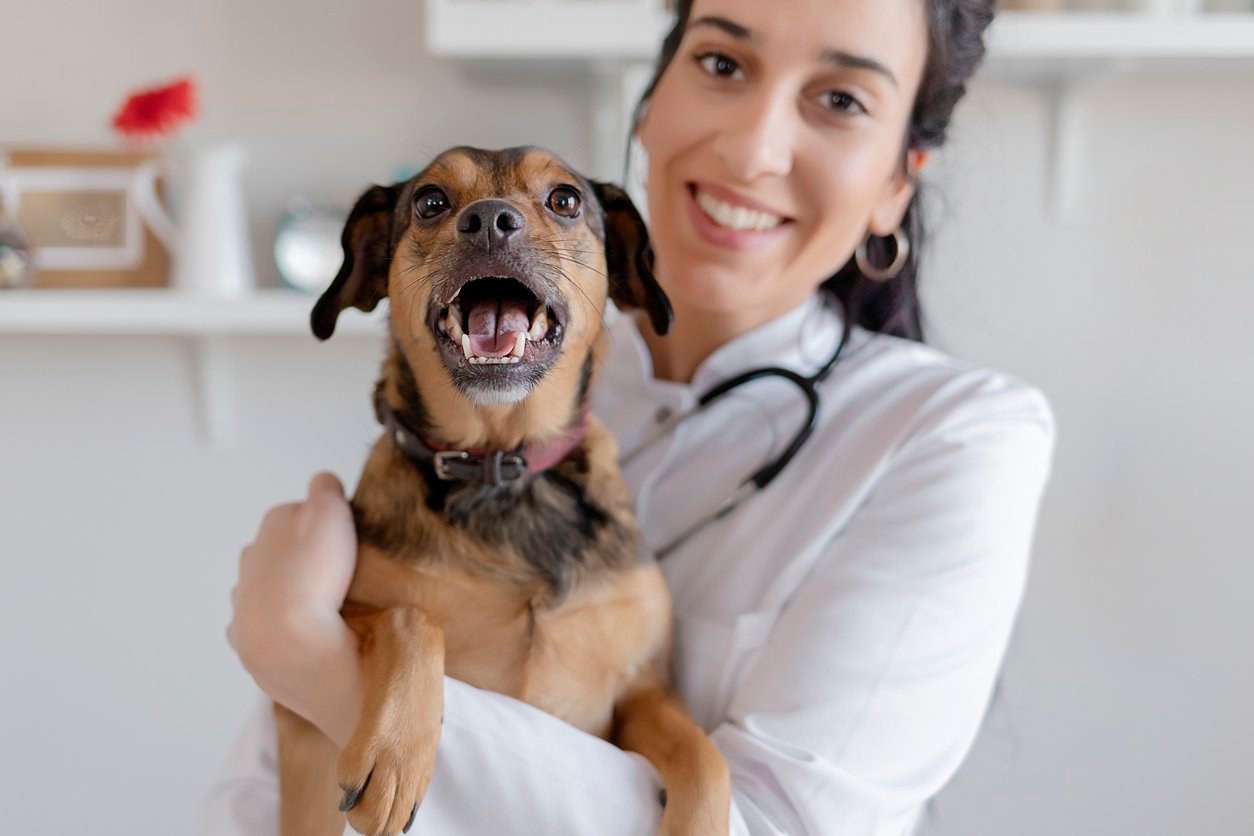cushings syndrome dog