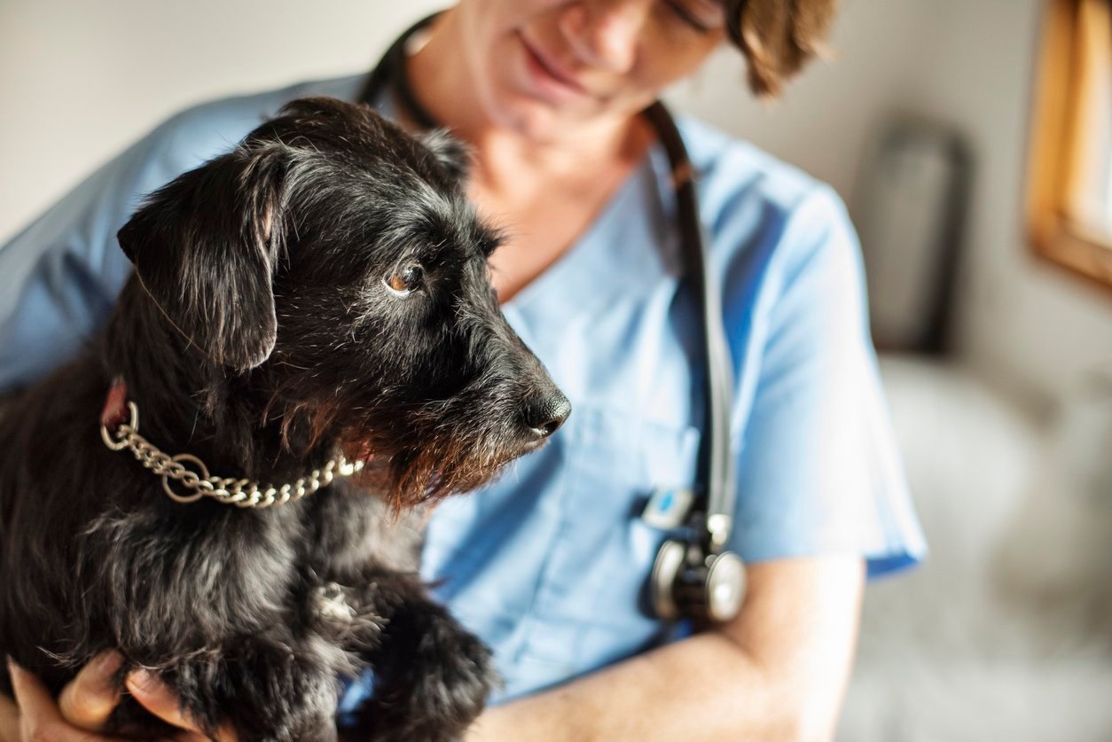 cushings syndrome symptoms in dogs