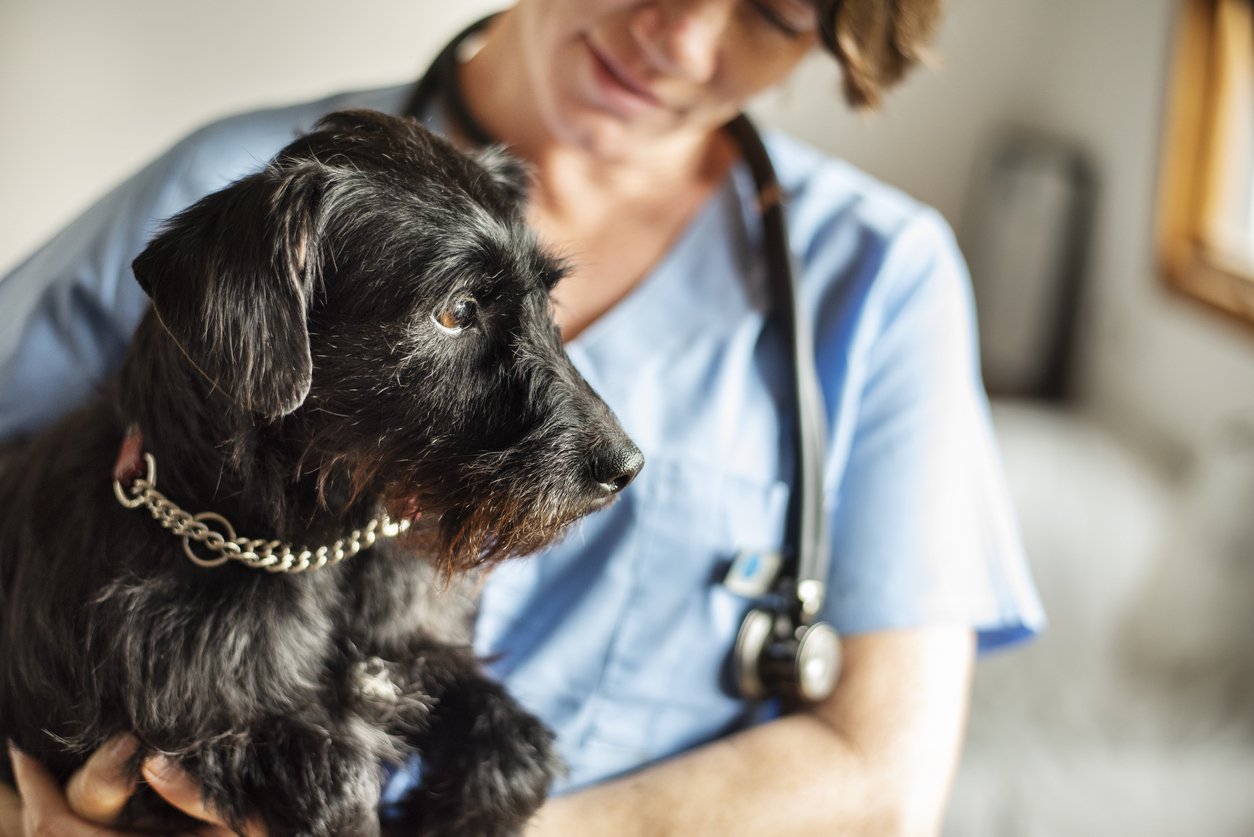 dog arthritis treatment