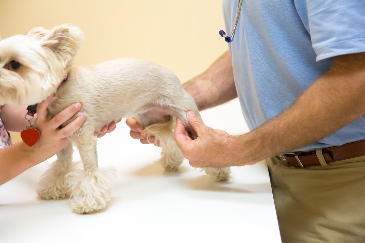 how much does luxating patella surgery cost for a dog