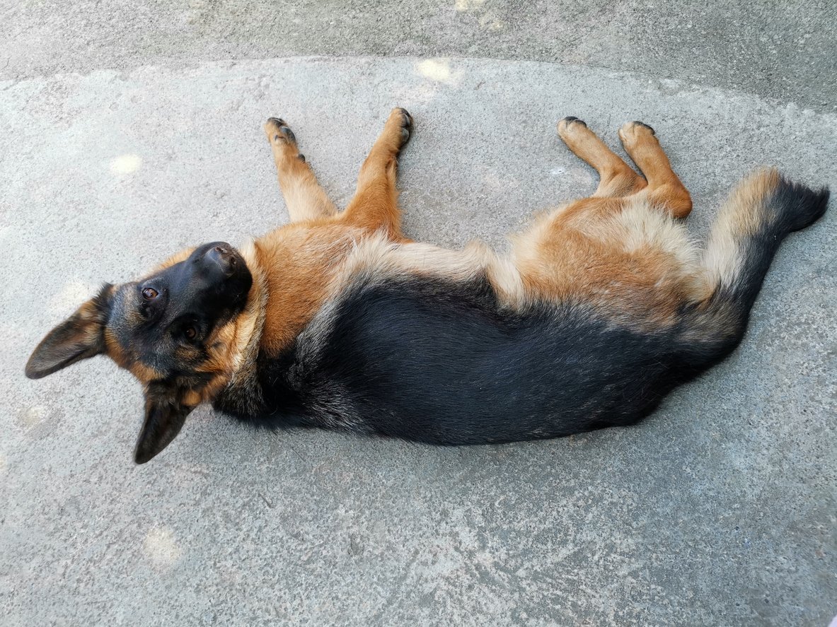 german shepherd