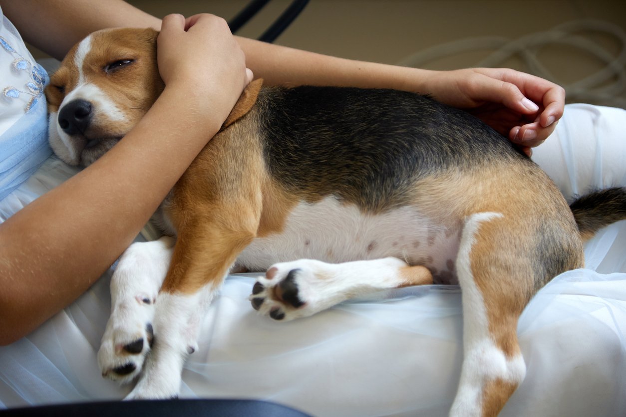 dog in pain