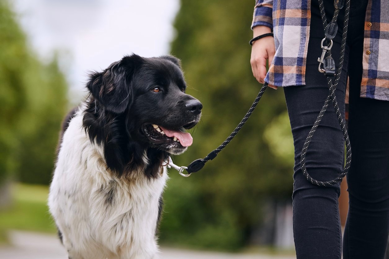 dog losing strenght