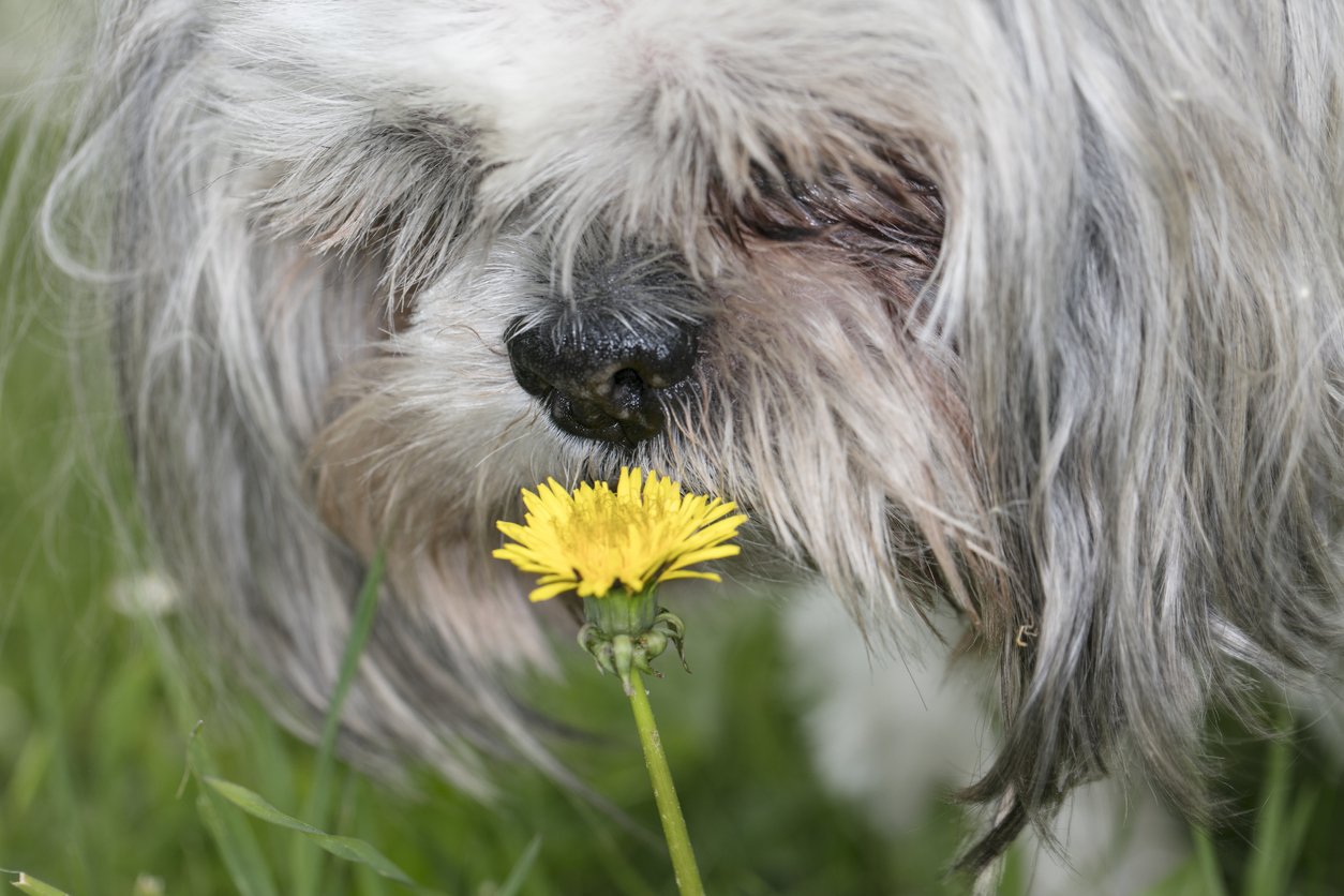 dog-with-pollen-allergies