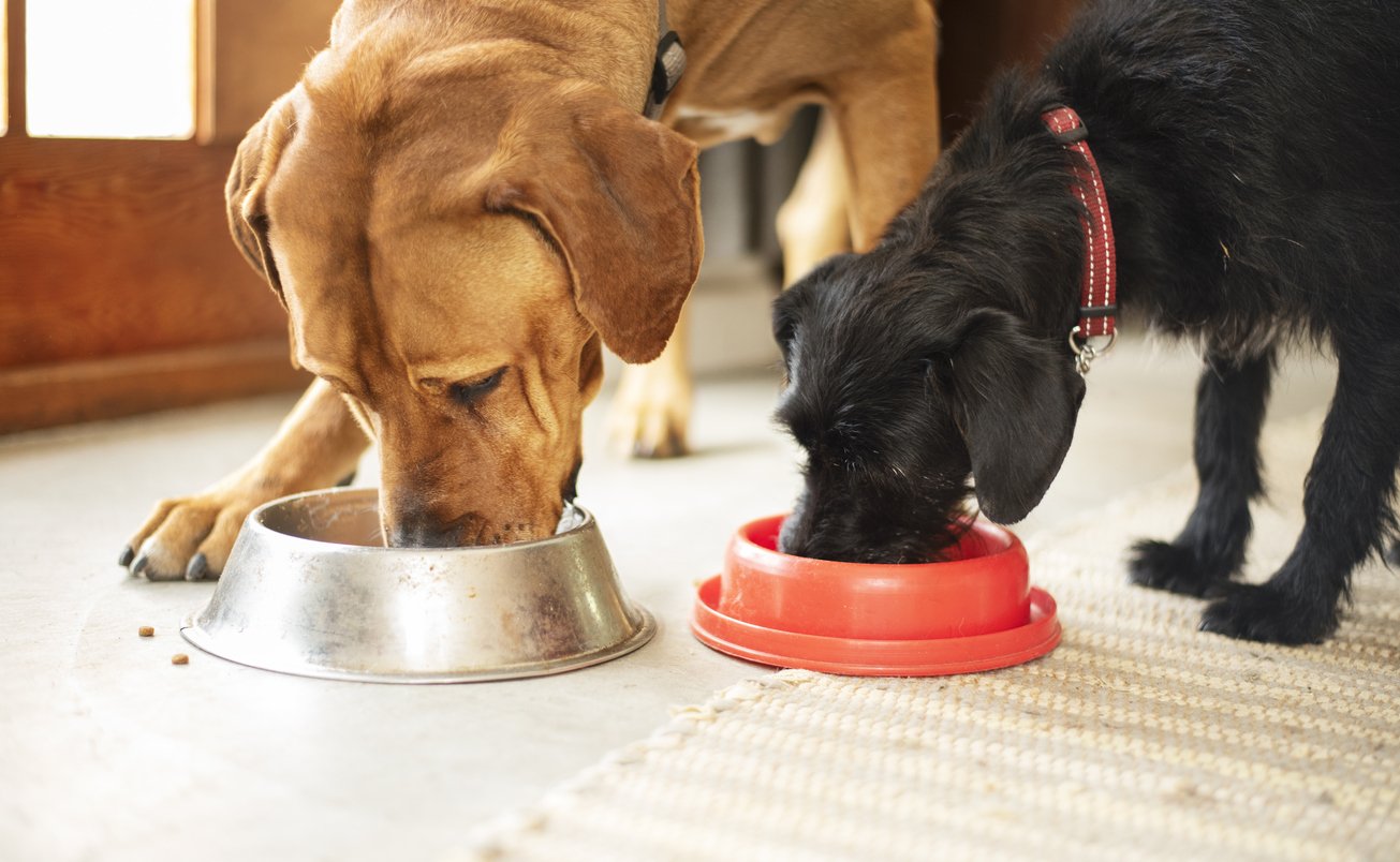 dog supplement