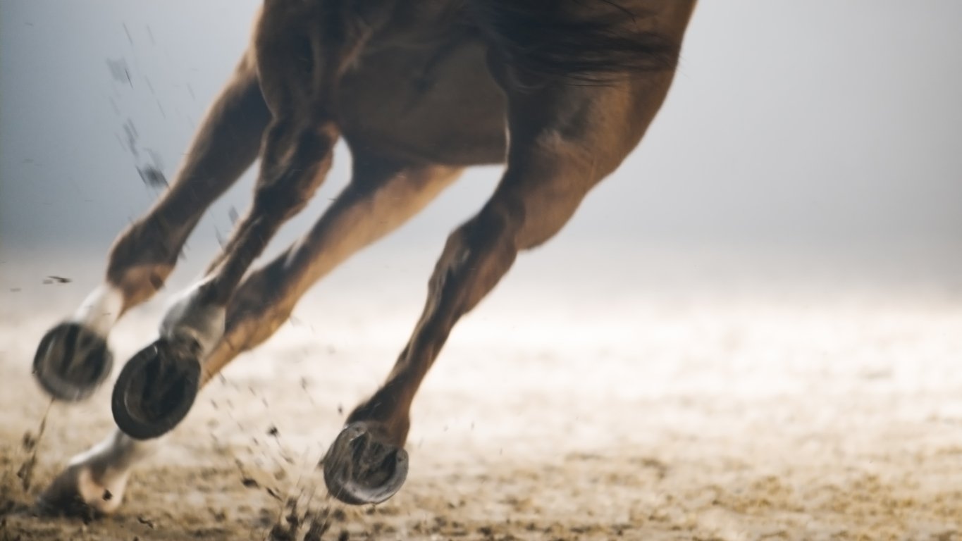 equine joint lubrification