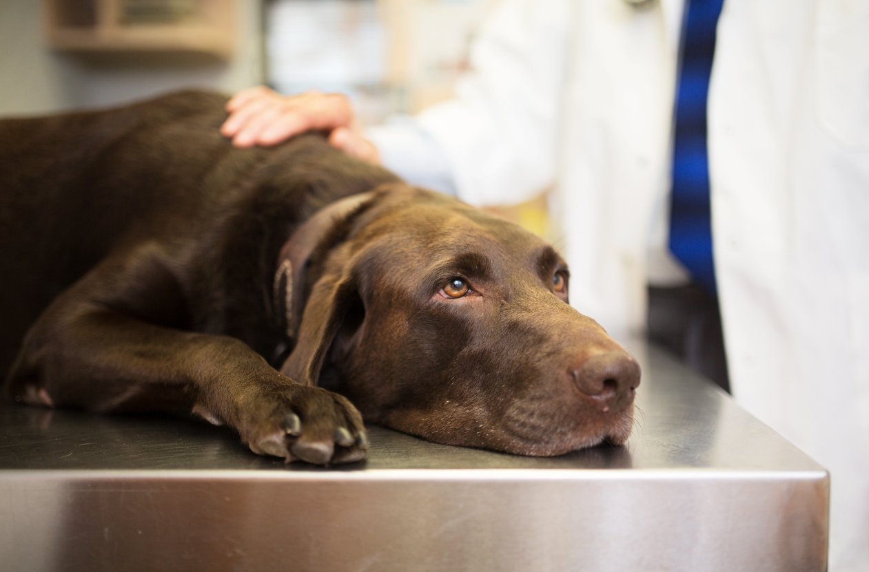 female dog spay recovery