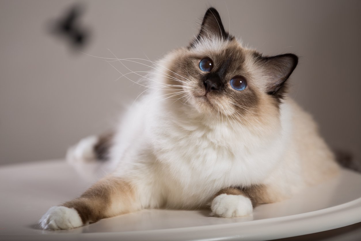 healthy cat coat