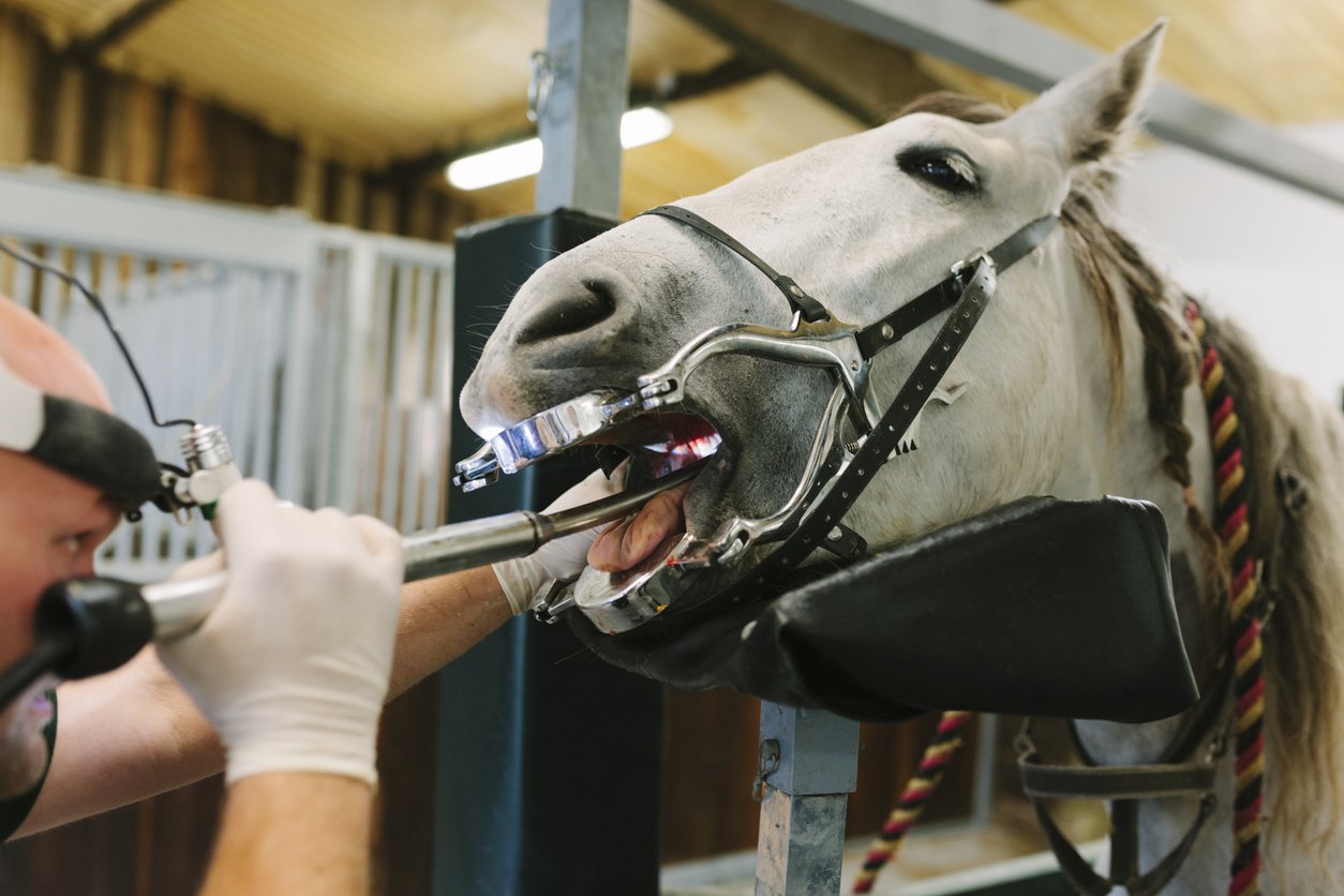 horse dental issues