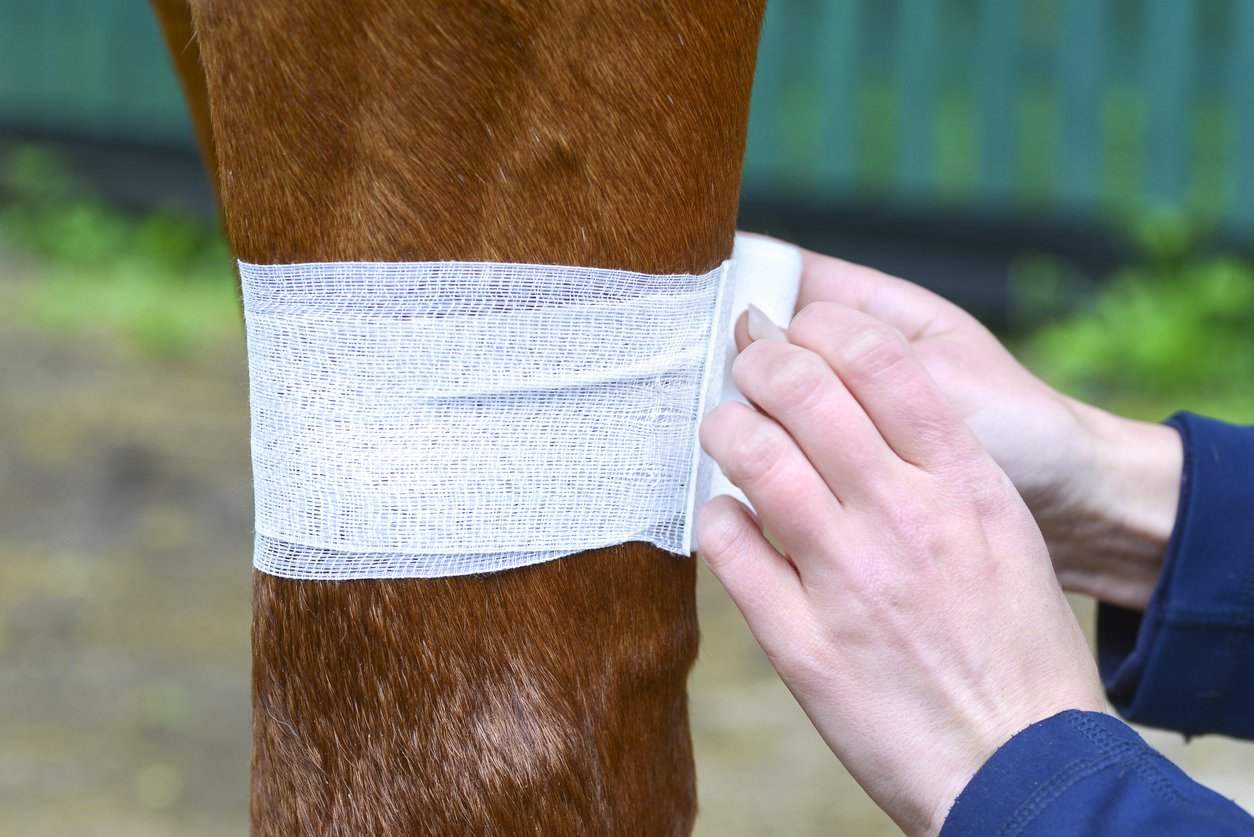 horse joint issue