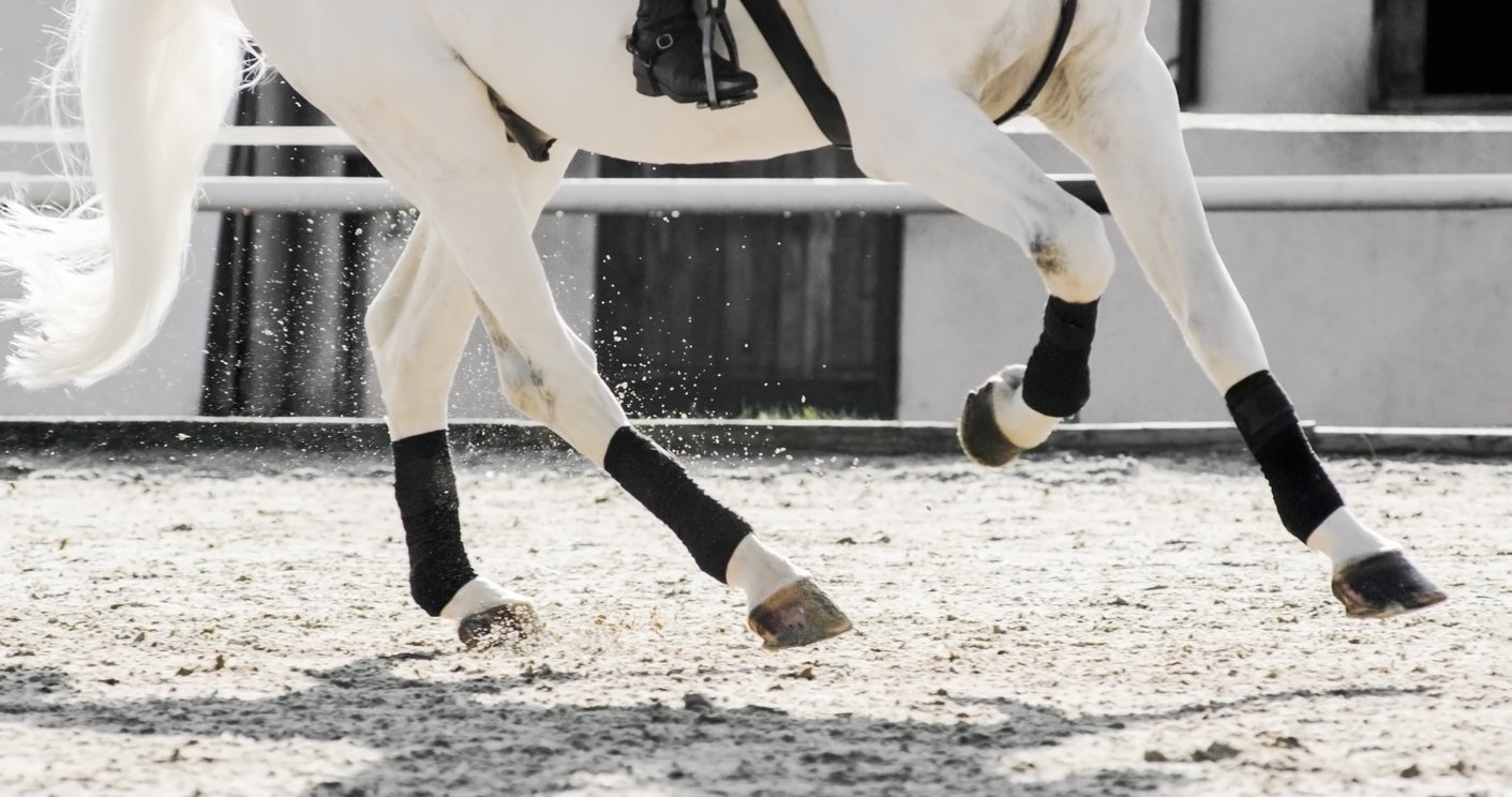 horse stifle
