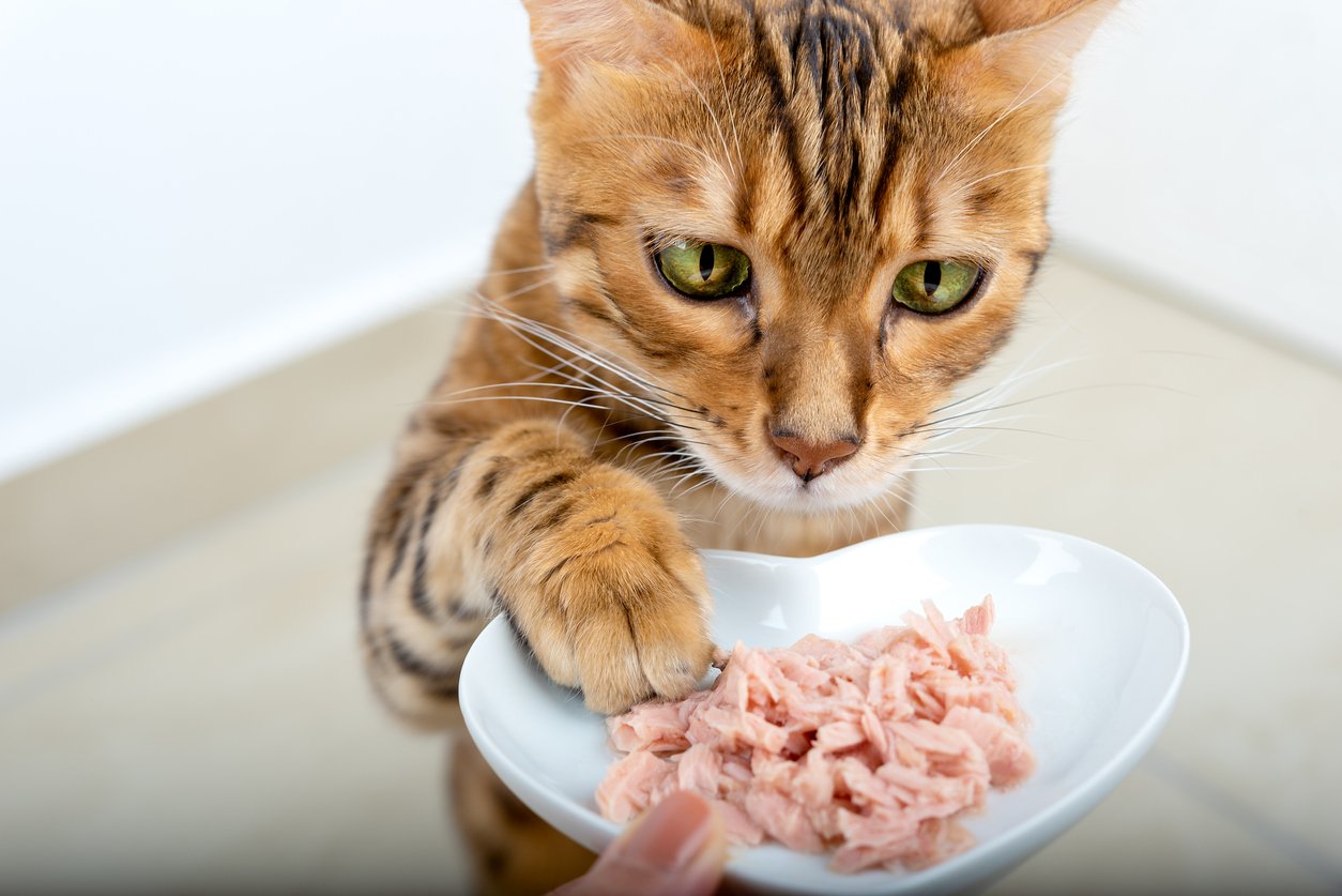 wet cat food