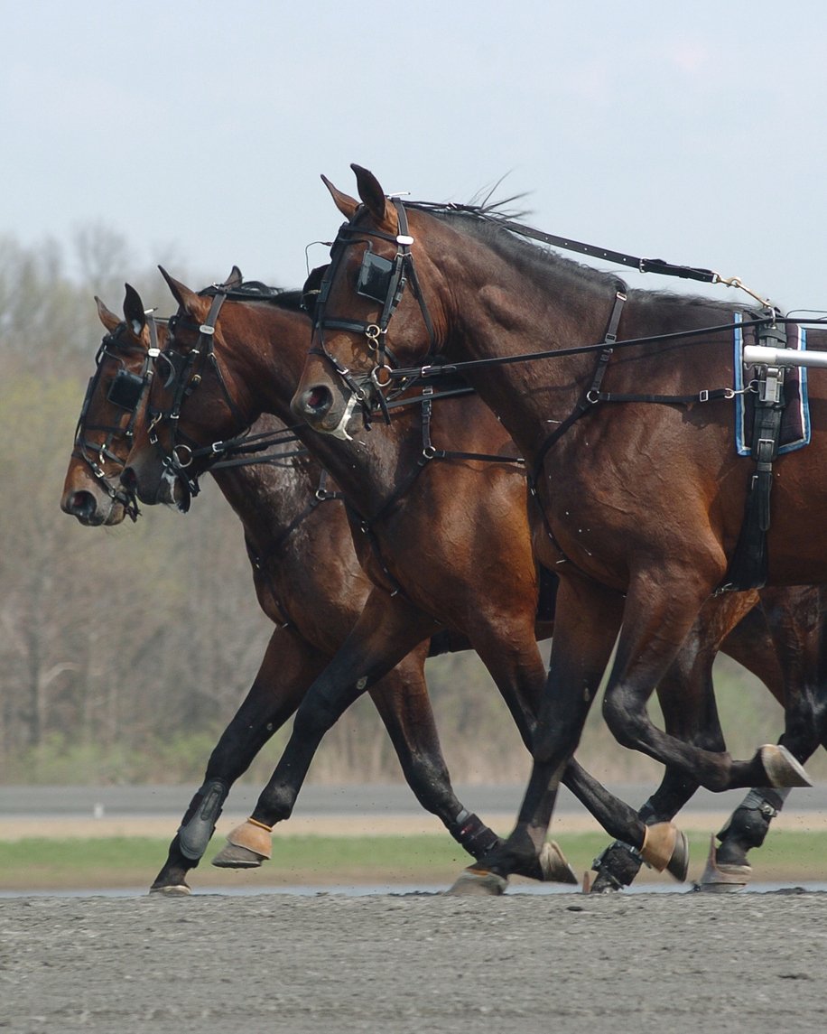 standardbred racing