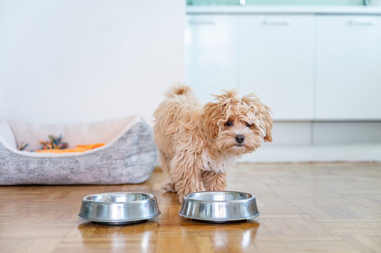 liquid fish oil for dogs
