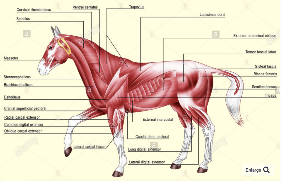 horse anatomy