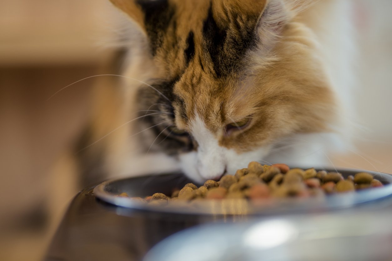 senior cat food