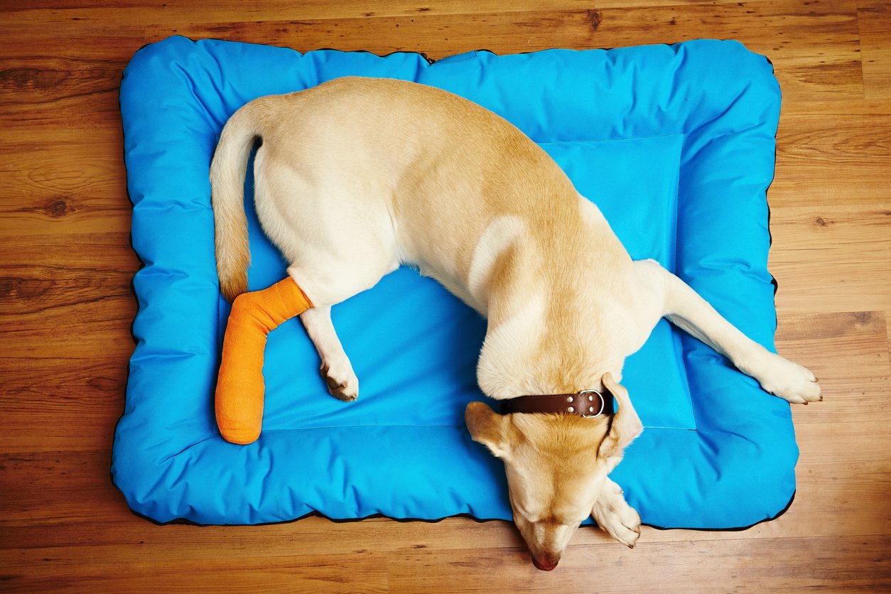 signs of dog going lame