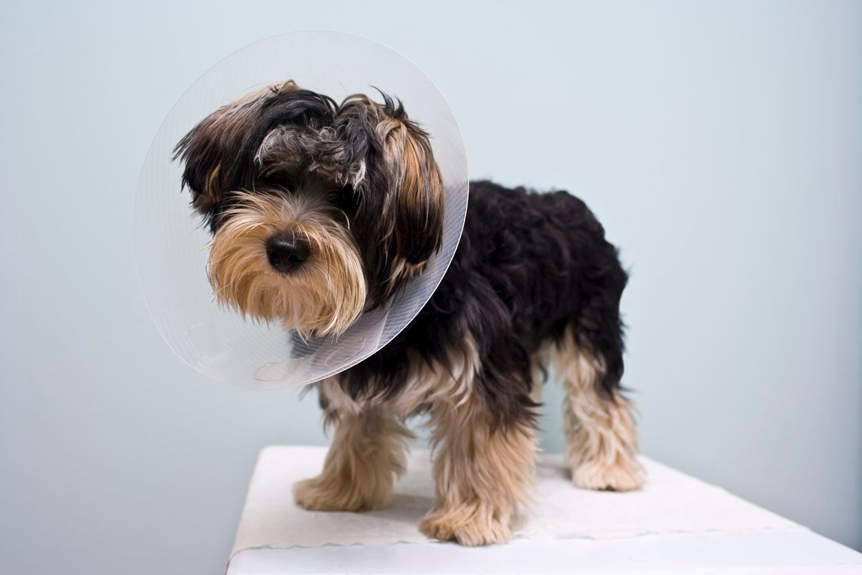small dog spay recovery