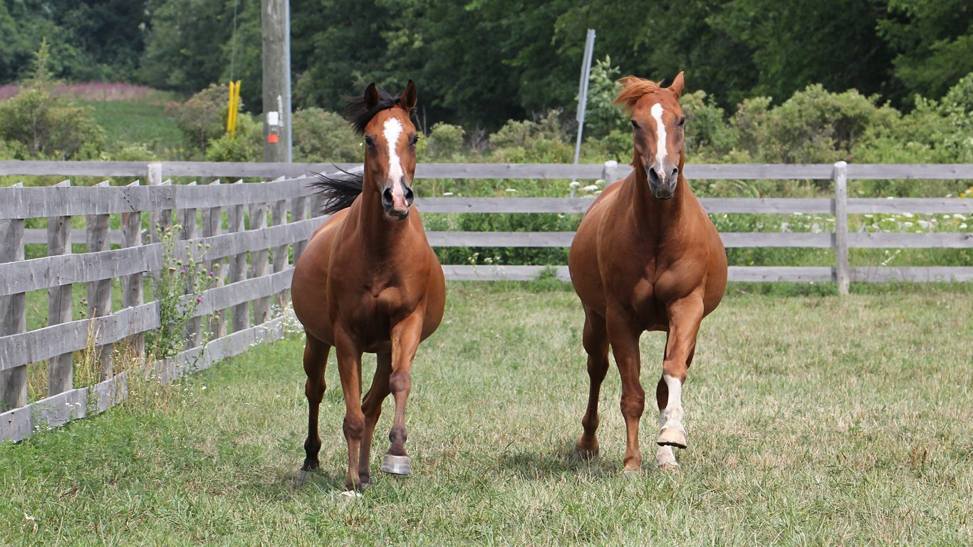 standardbred racing facts