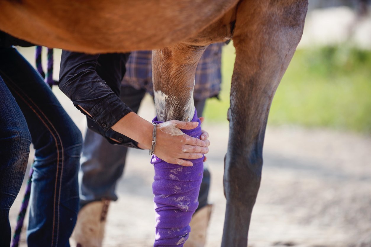 standardbred racing injury prevention tips