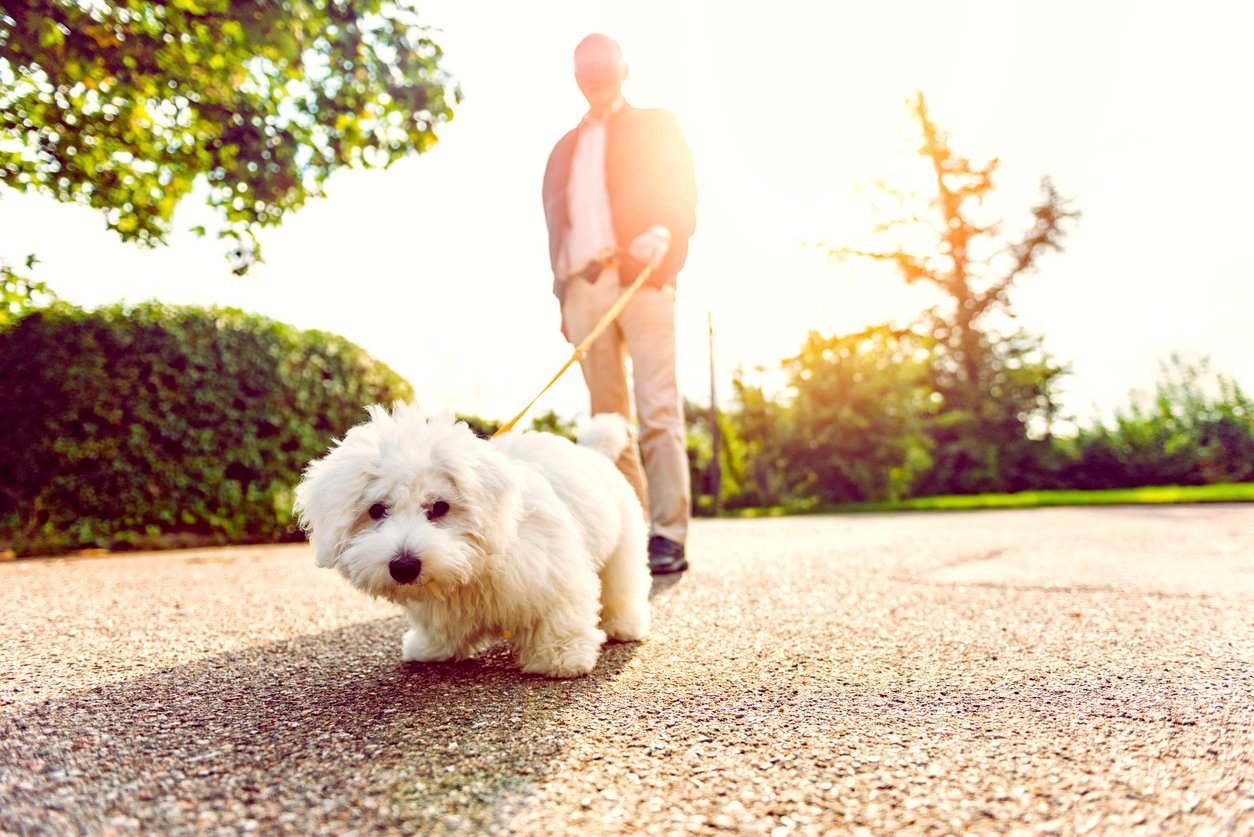 tips for dog spay recovery