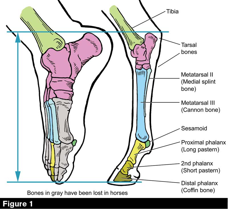 horse bones versus human ankle differences