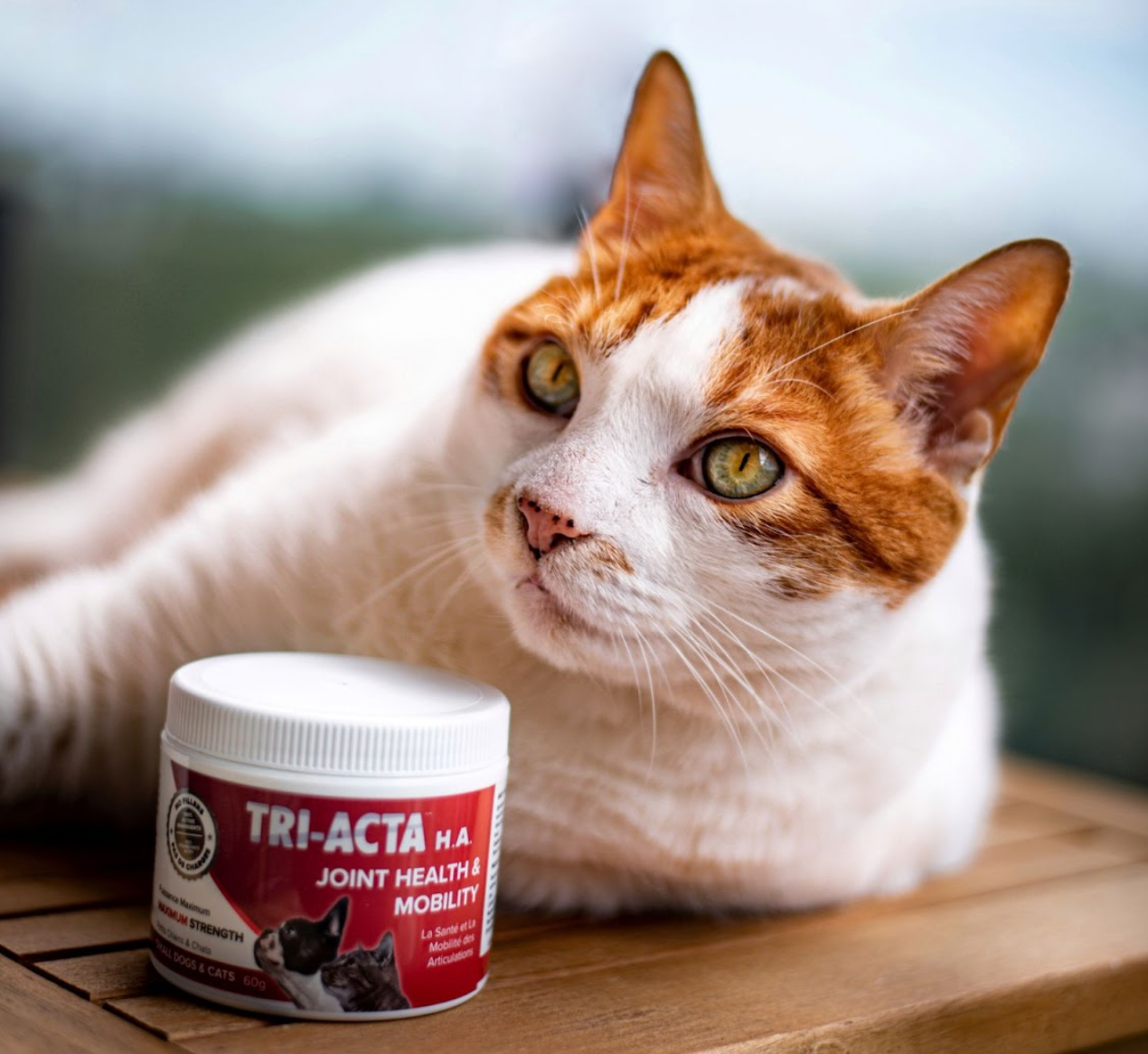 best cat food supplements