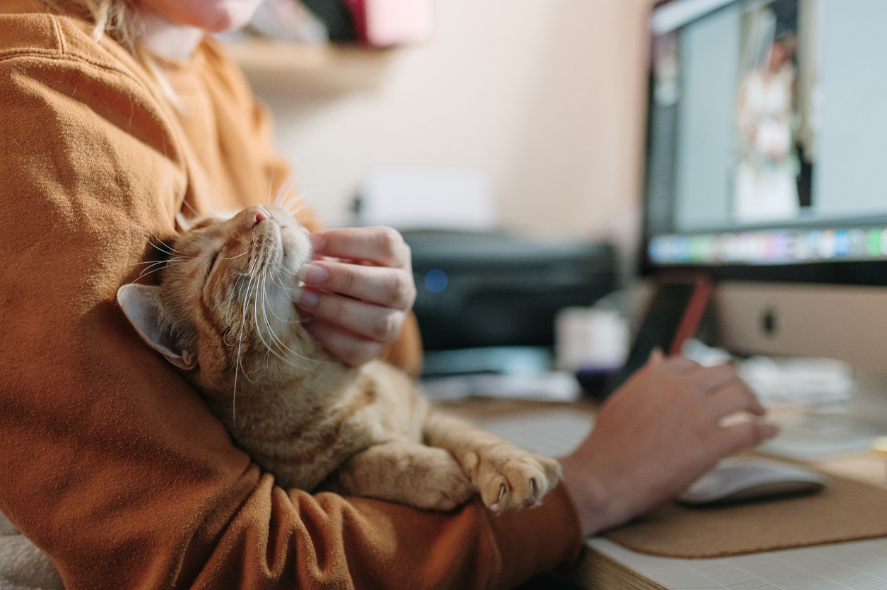 best cat supplements-1