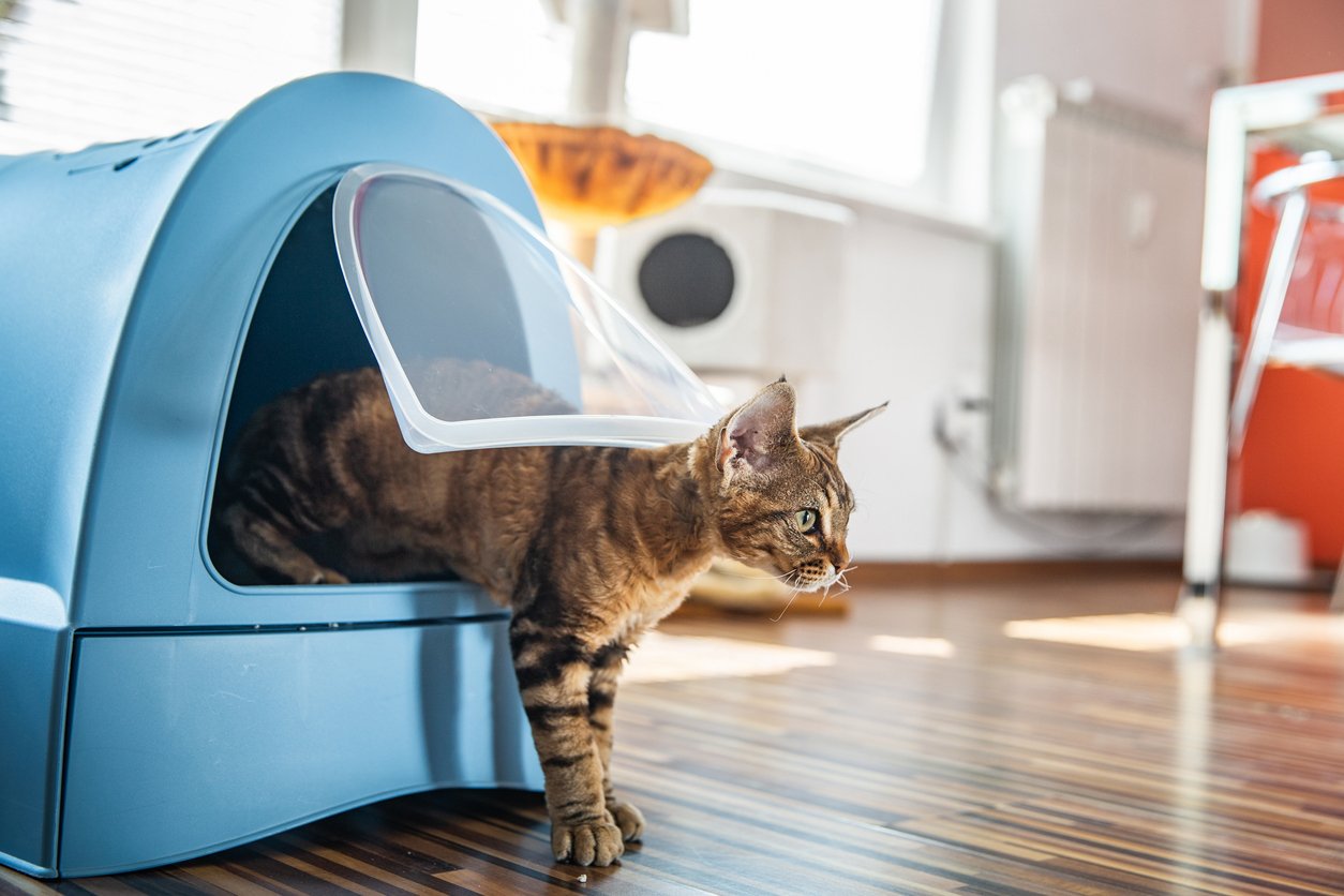 Cat Care Products