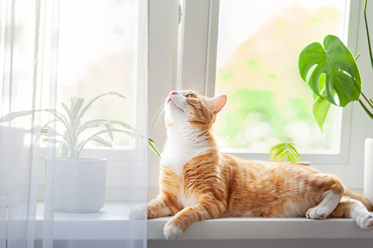 cat_calming