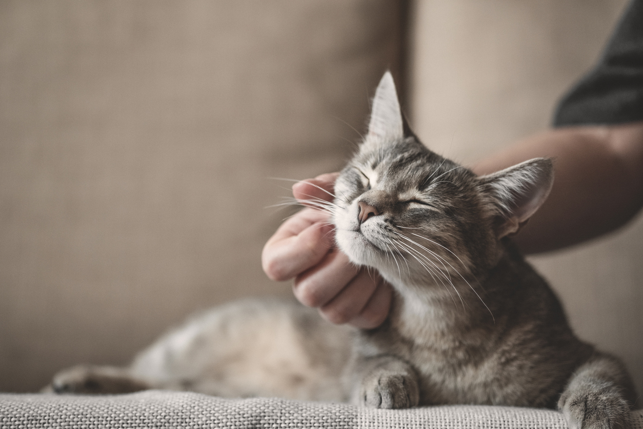cat_calming_treats