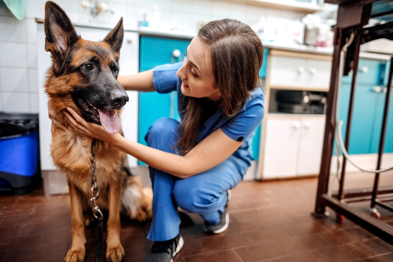checking dog for hip problems