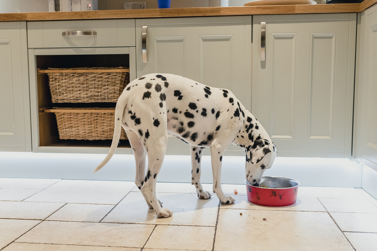 choosing digestive health dog food
