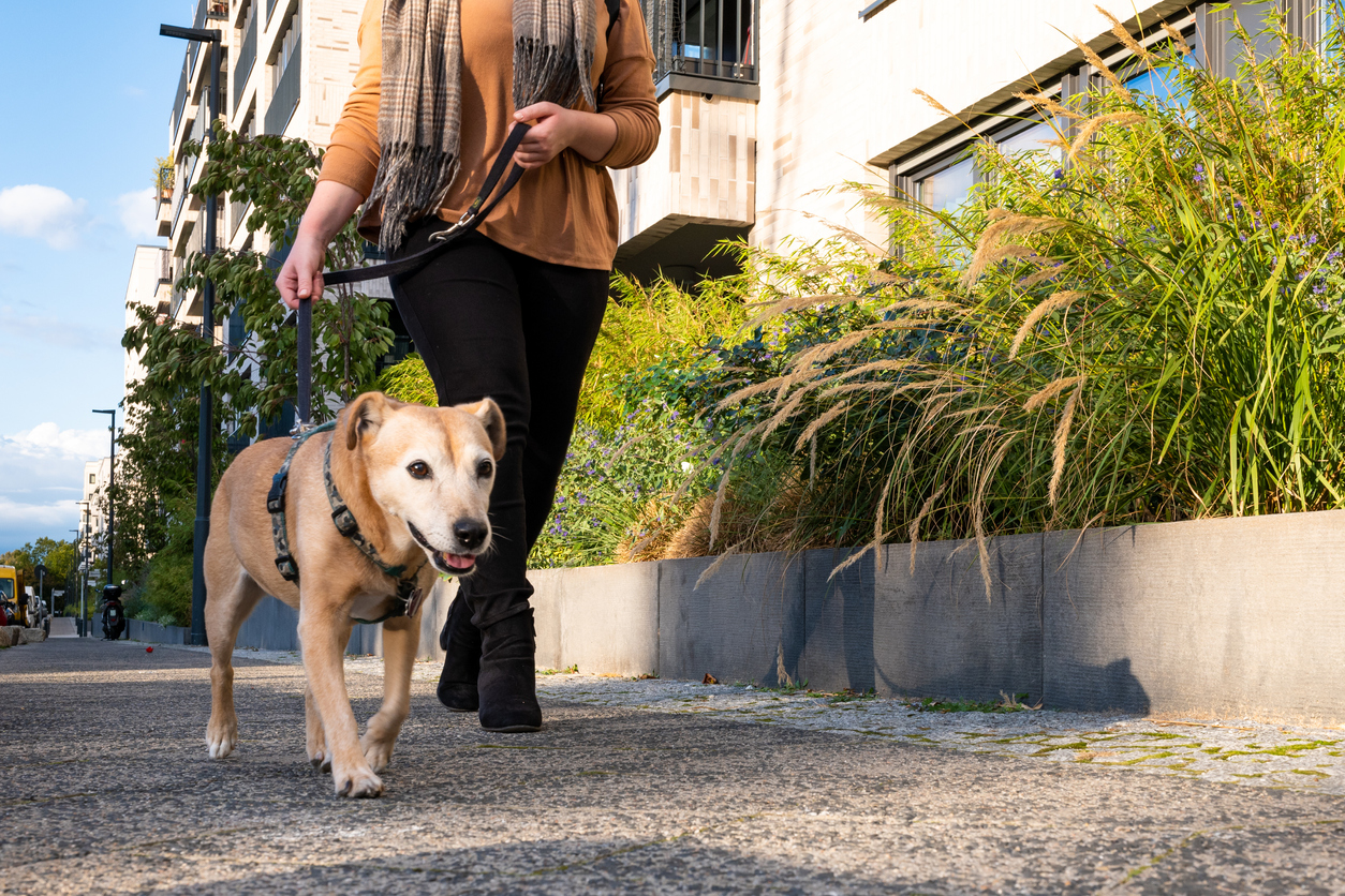 Common Myths of CBD Oil for Dogs