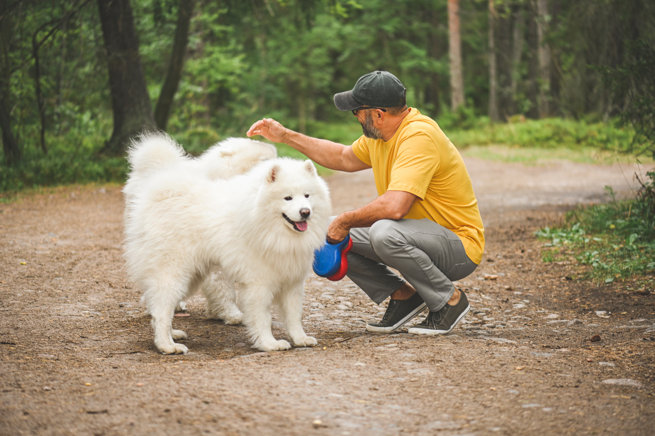Considerations When Choosing the Best Dog Supplement Powder
