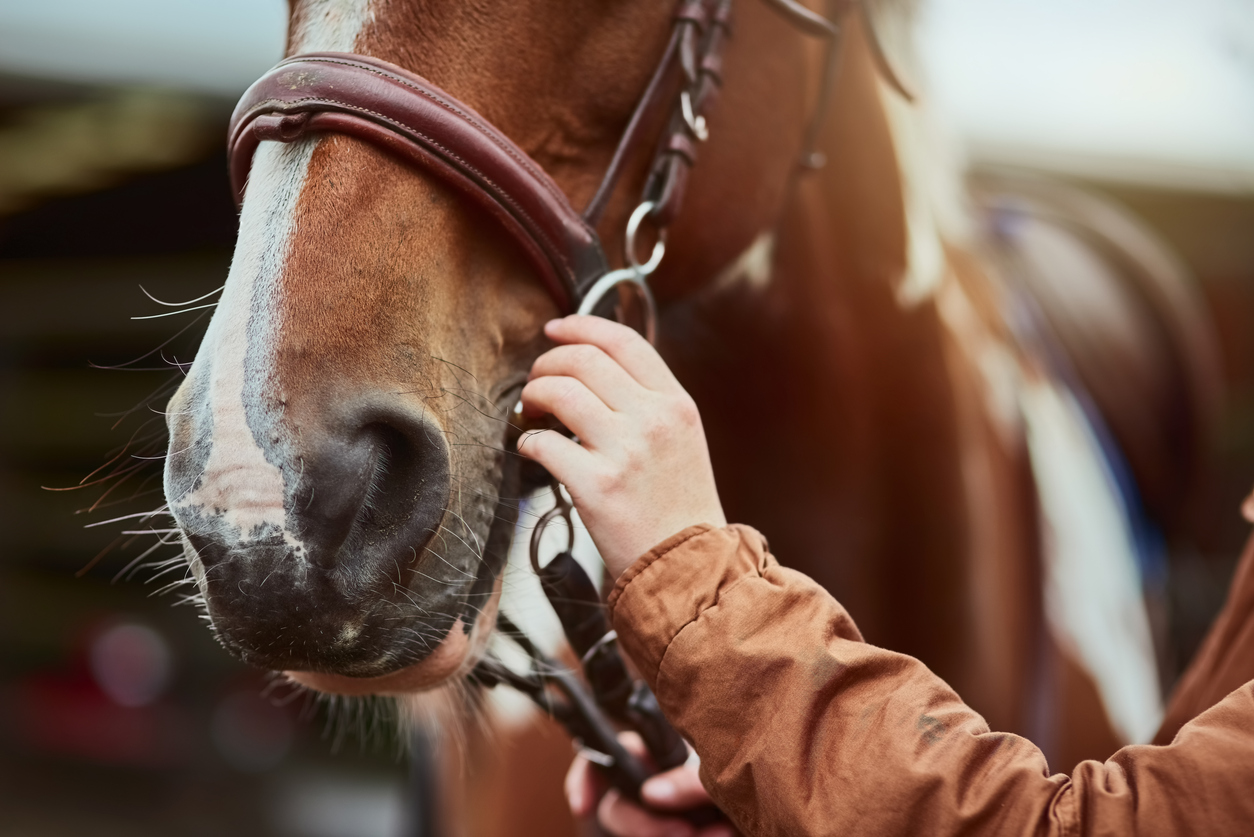 correct equipment for standardbred racing-2
