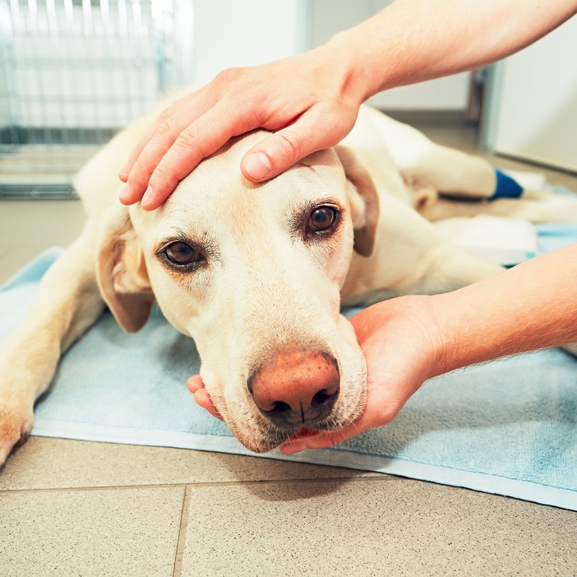 cushing syndrome dog back legs